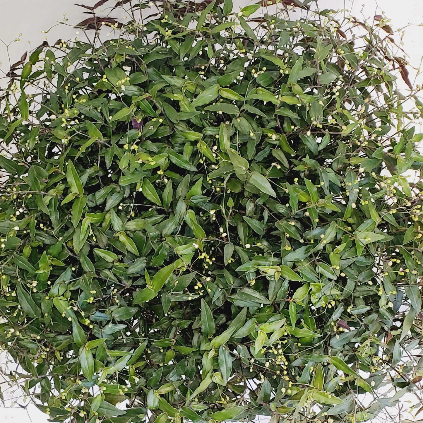Gibasis pellucida / Bridal Veil plant cuttings.  (10 cuttings 4+ inch)