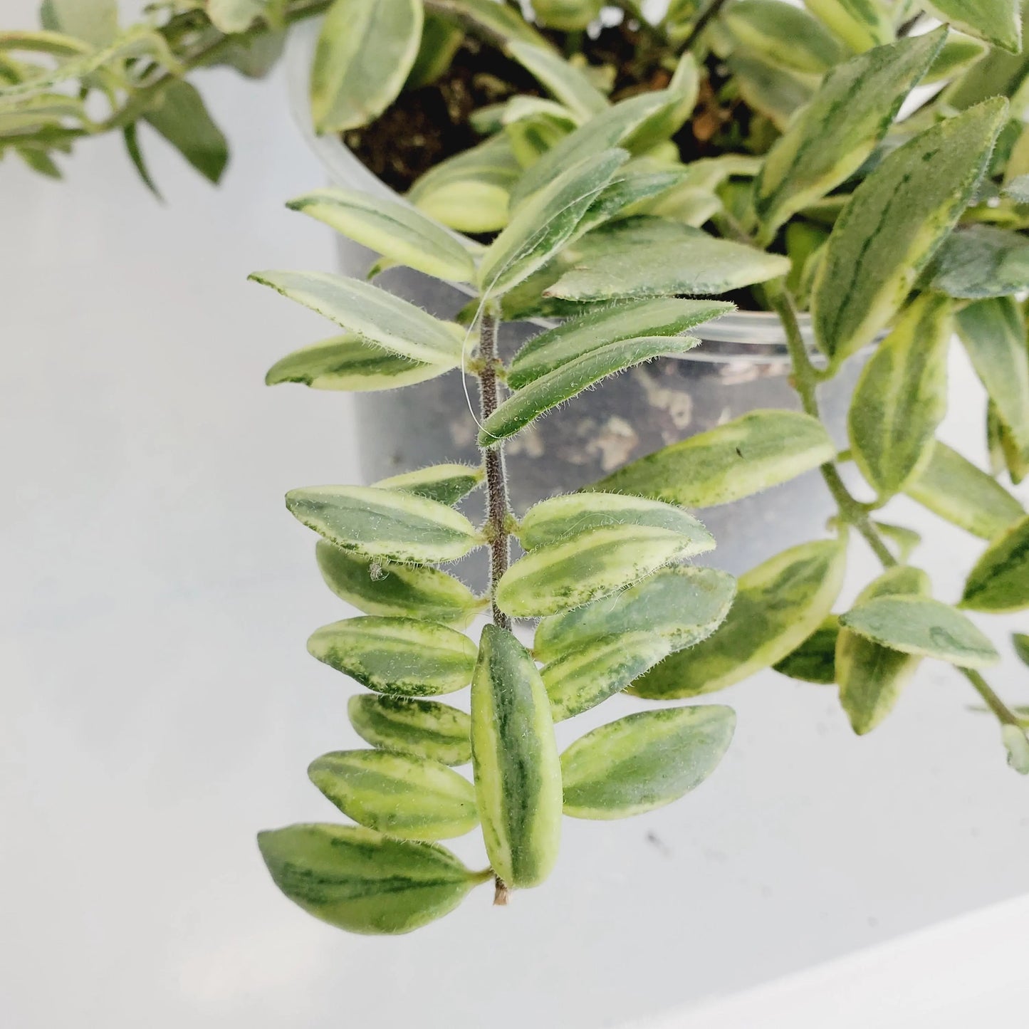 Aeschynanthus 'Bolero Bicolor' Lipstick plant (2 cuttings 5+ nodes each)