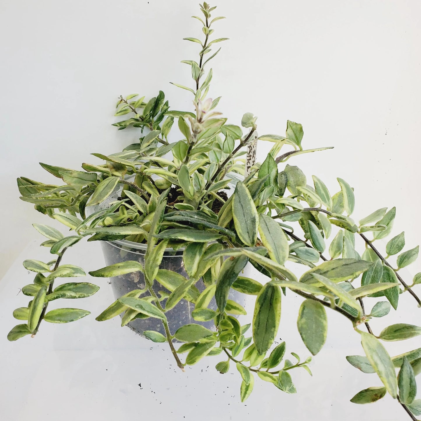 Aeschynanthus 'Bolero Bicolor' Lipstick plant (2 cuttings 5+ nodes each)