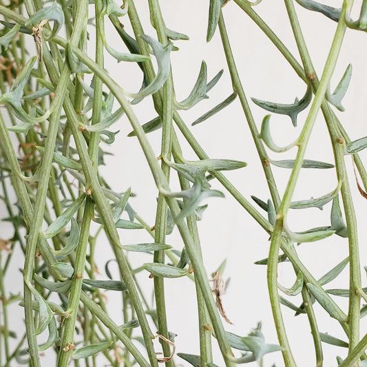 String of Dolphins (3 cuttings with 4+nodes)