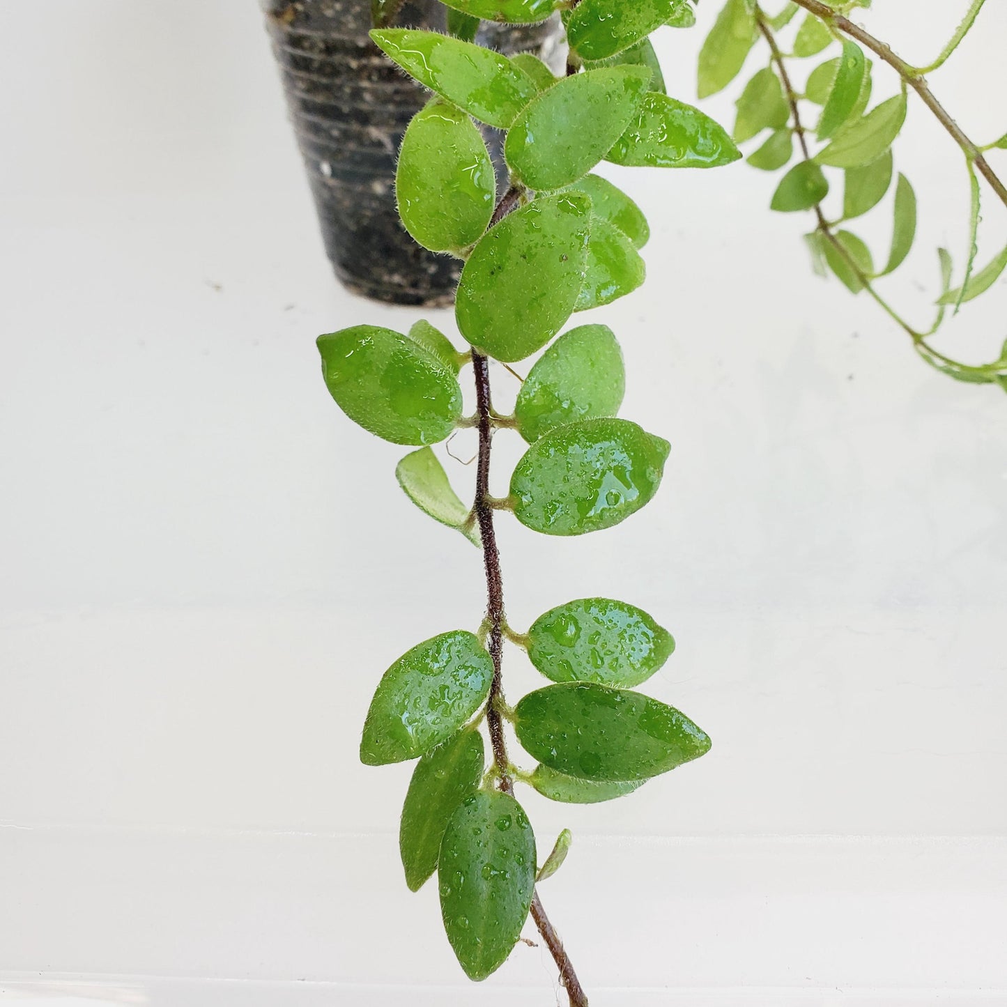 Aeschynanthus Lobbianus Cutting (1 cutting with 4+ nodes)