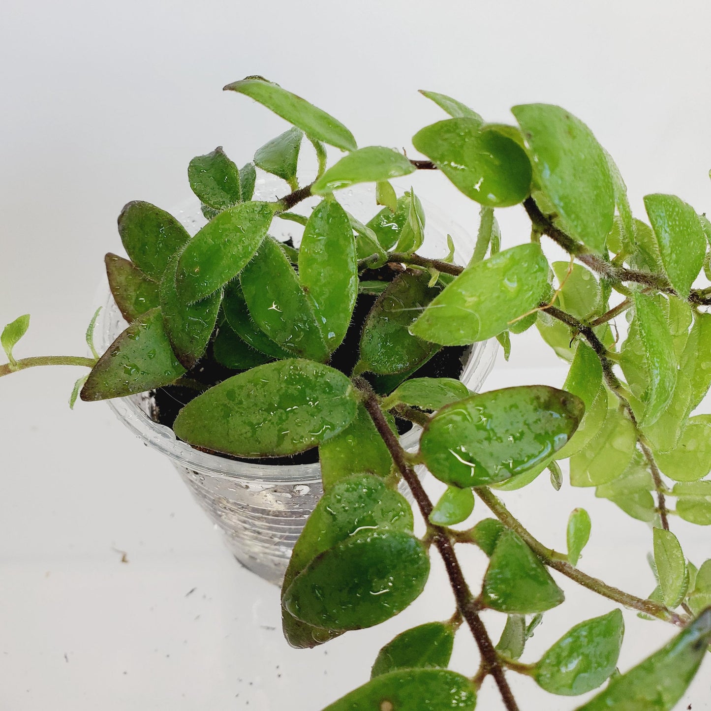 Aeschynanthus Lobbianus Cutting (1 cutting with 4+ nodes)