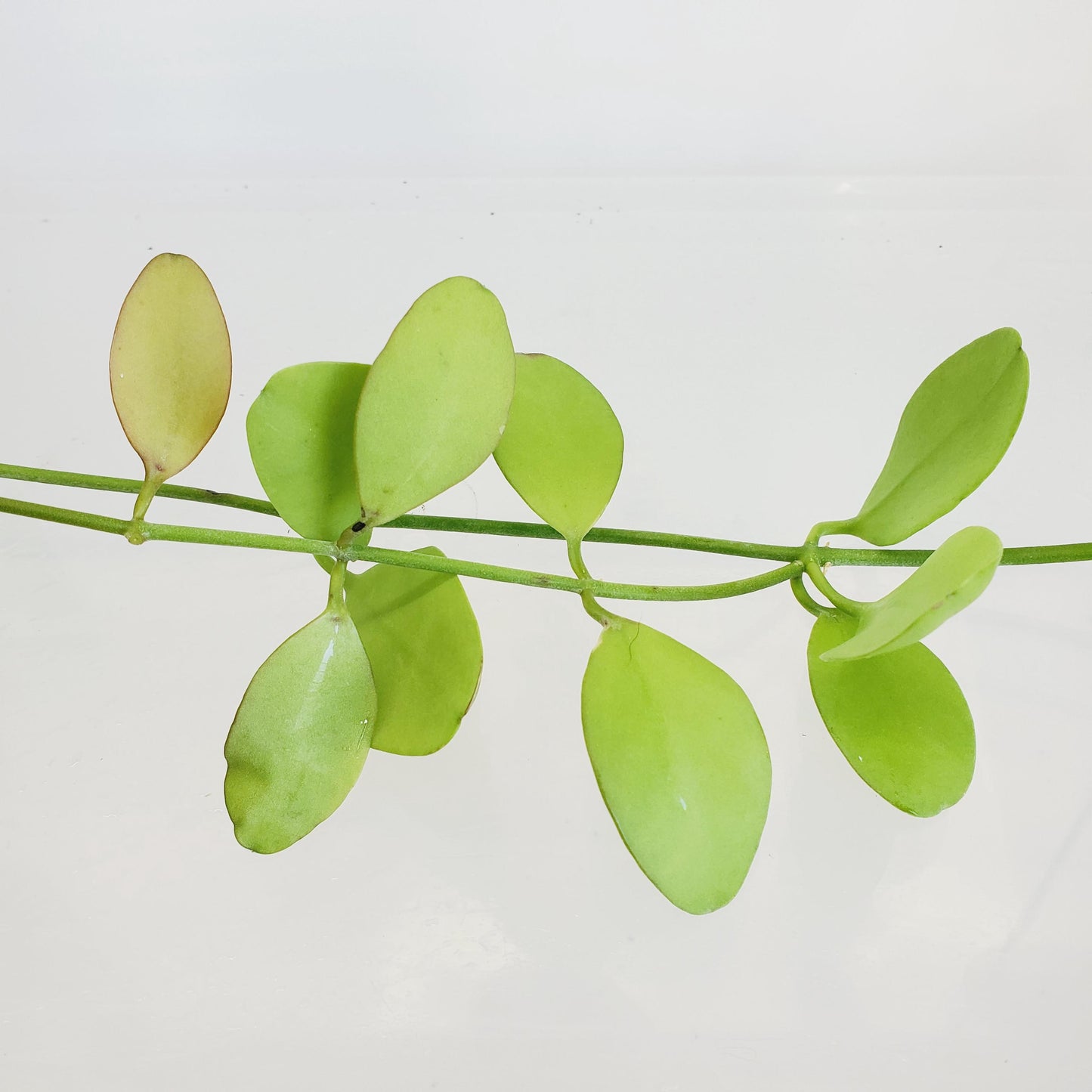 Dischidia oiantha 'Green Apple' (2 cuttings 3+ nodes)