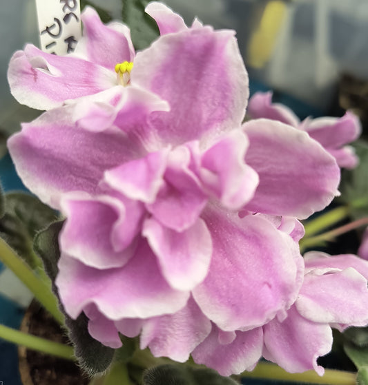 RS Raznoperistay Ptichka (pink sport)