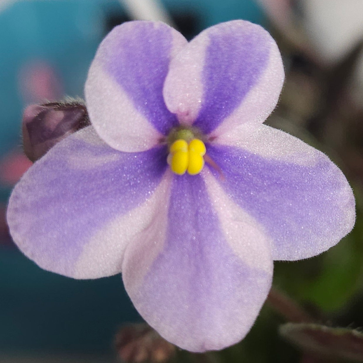 Scuba Diver (Chimera trailer)