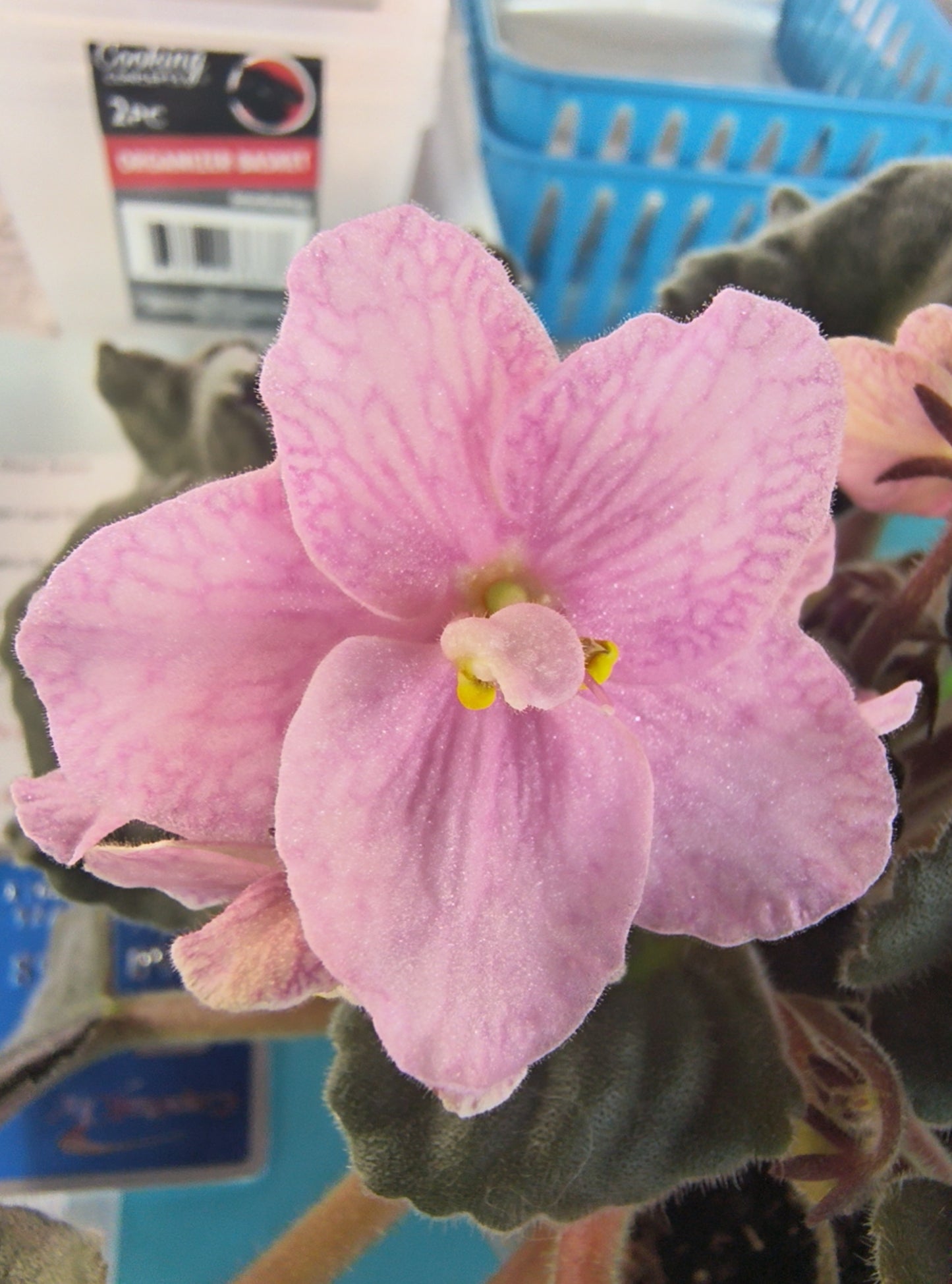 Heartland's Heirloom