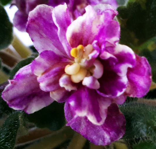 Ajohn's Yellow Submarine