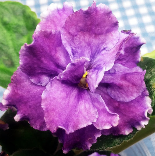 Bloomlover's Oh La La