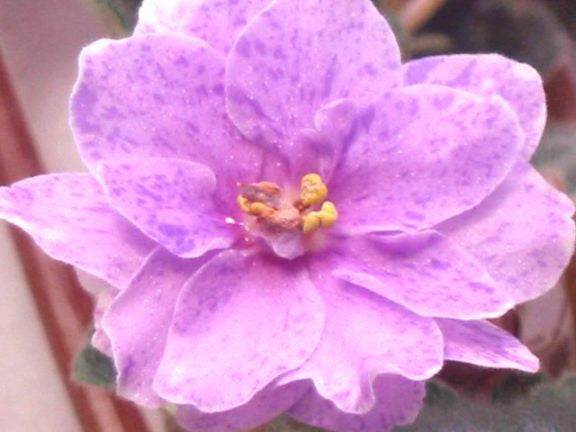 Bloomlover's Freckles