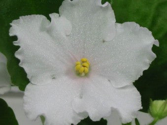 Colonial Werris Creek