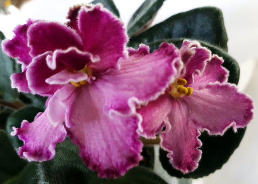 Delores Chantilly Lace