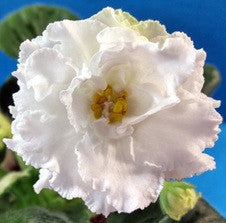 EK Belaya Koroleva (EK-White Queen)