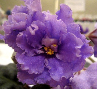 EK Morskoy Volk (EK-Sea Wolf)