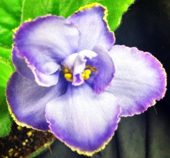 EK Portret Nieznajomej