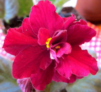 EK Krasnyj Barchat (EK Red Velvet)