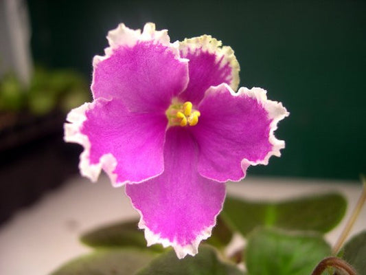 Firebird (1st strain)