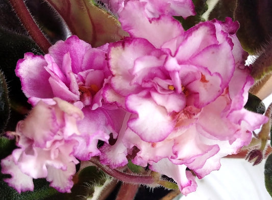 Fredette's Sweet Jenny