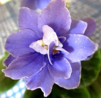 Fredette's Moonflower