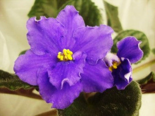 Granger's Sylvan Blue