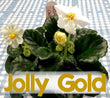 Jolly Gold