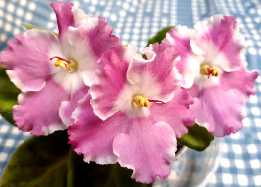 LE Gwiazda Gwiazda Moulin Rouge