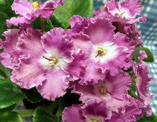 LE Zwiezda Mullen Ruzh