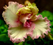 LE Green Rose (LE-Zelenaya Rosa)