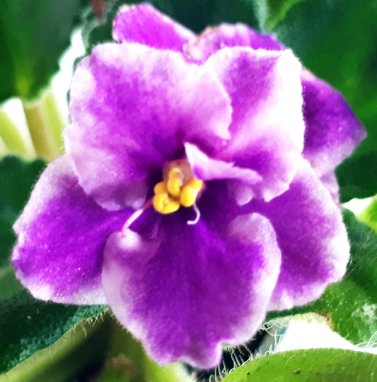 Little Peppermint Girl