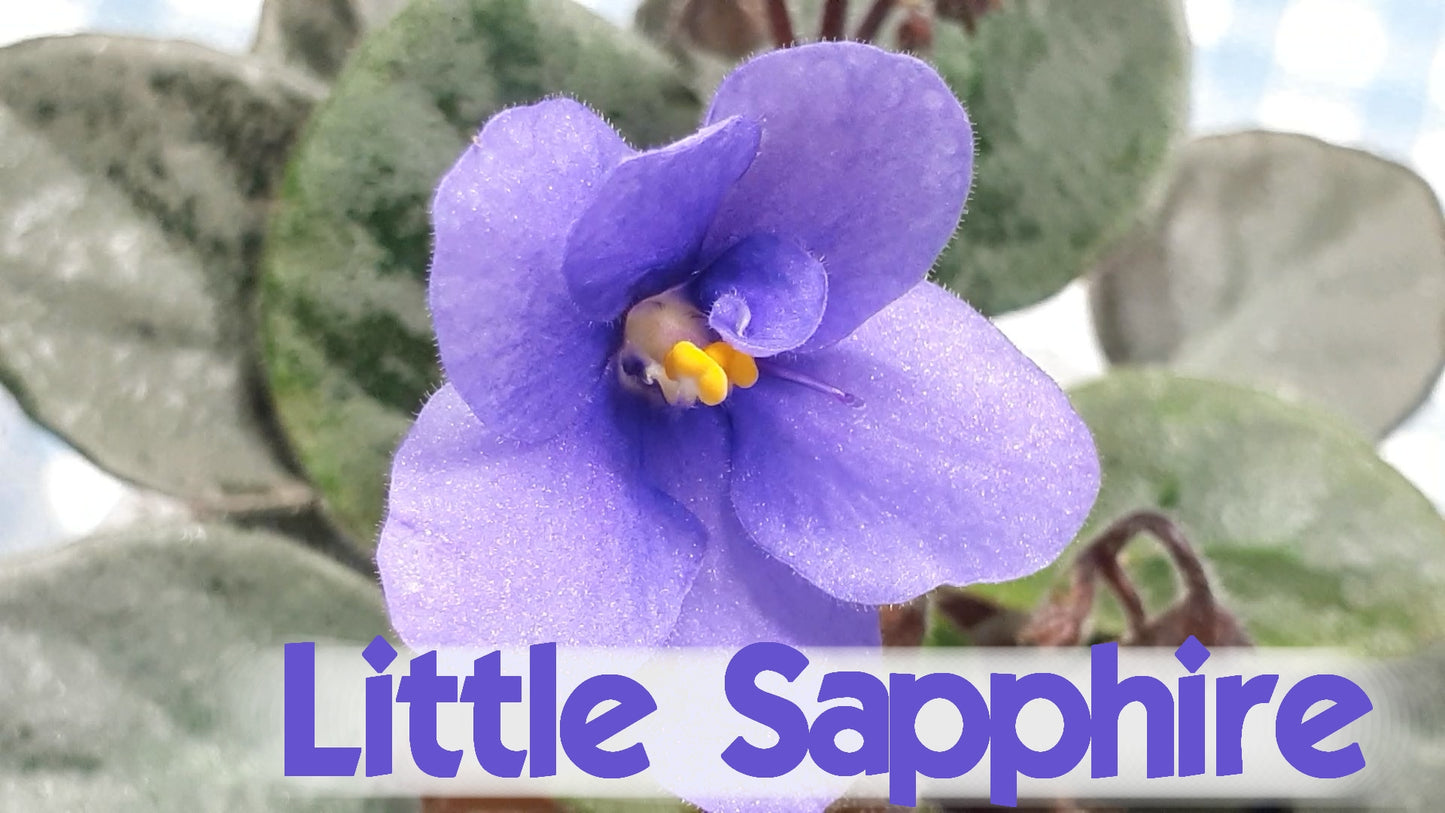 Little Sapphire