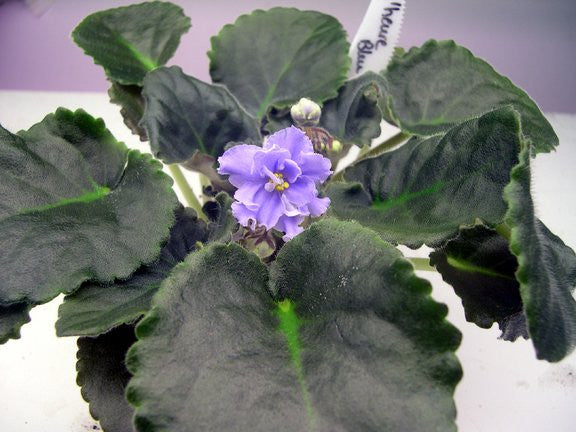 L'Heure Bleu – bloomlovers.com
