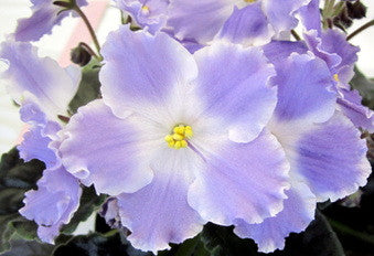 Lyon's Lavender Magic