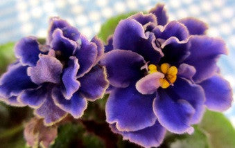 Lyon's Little Sweetheart