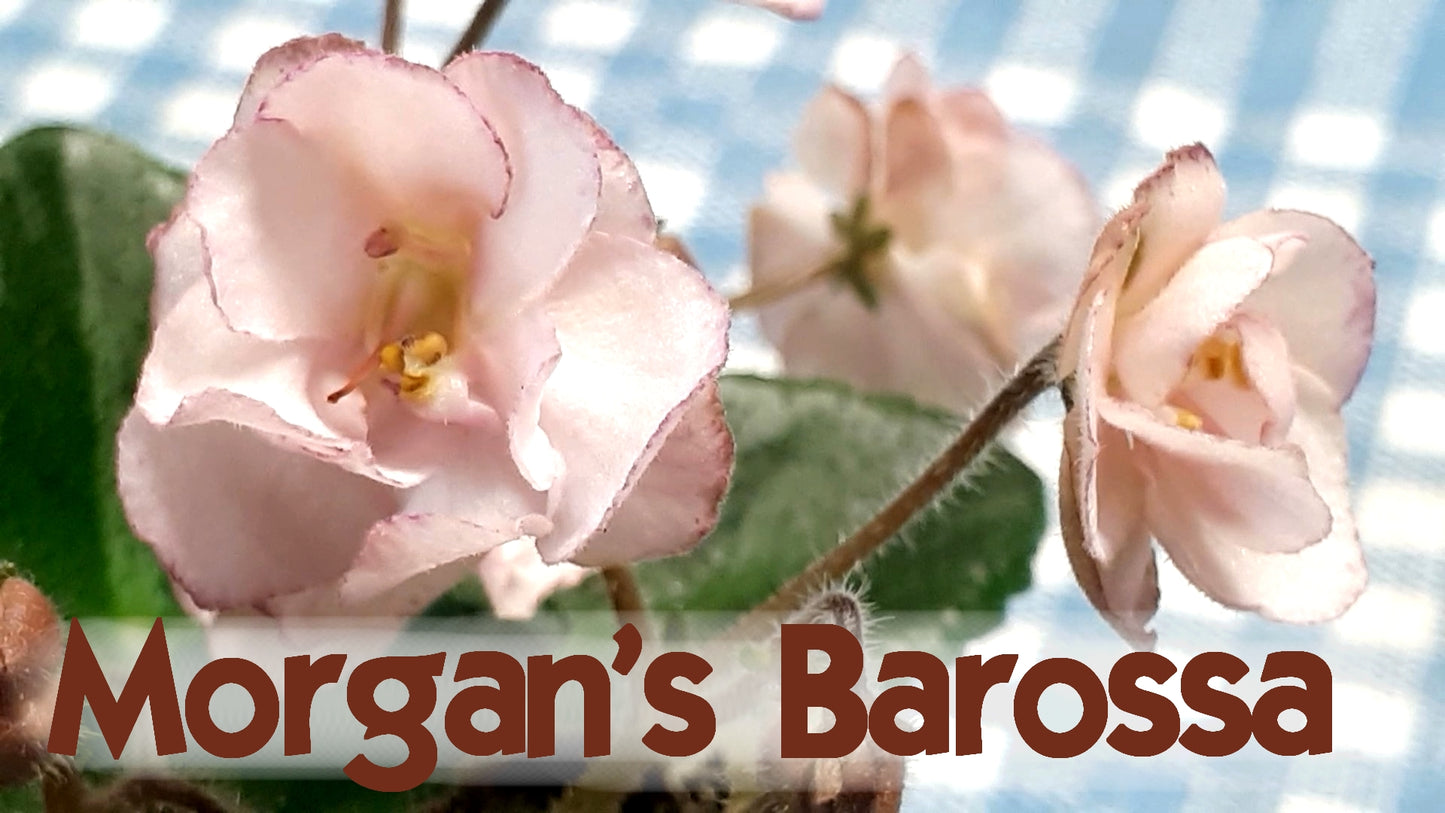 Morgan's Barossa