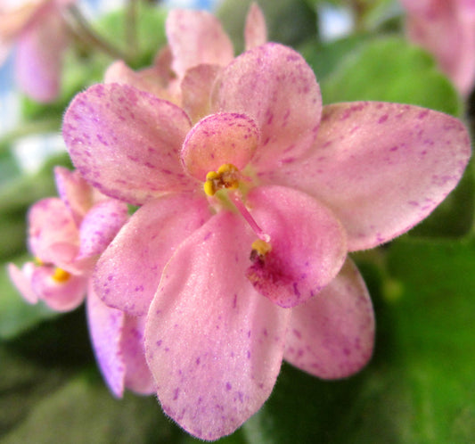 Morgan's Roses de Rambler