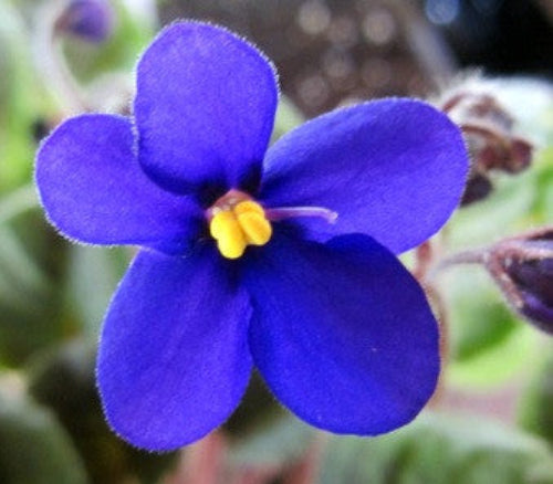 Mac's Genuine Grannie's