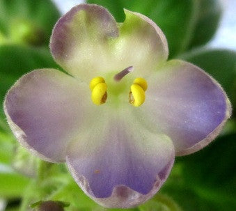 Mac's Momentary Meltdown