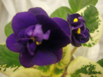 Mac's Smoldering Sapphire