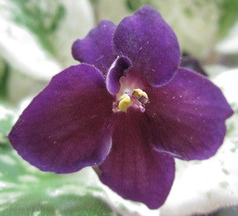 Mac's Virtually Velvet