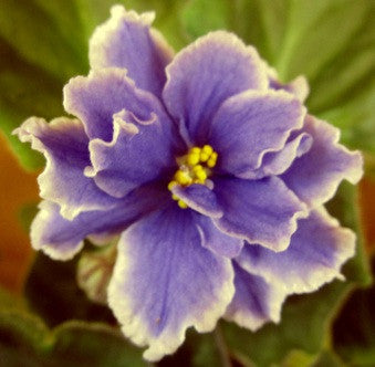 Lyon's Moonlit Waters