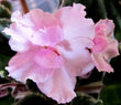 Ma's Silk Flower