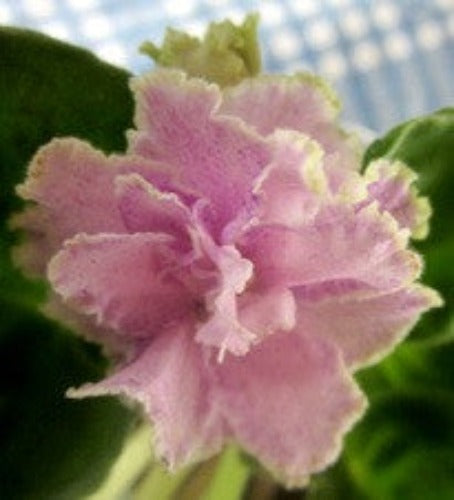 Montgomery Silver Frost