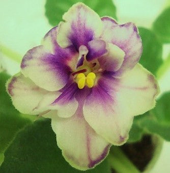 Morgan's Heliotrope Fairy