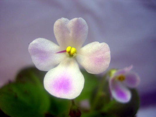 Morgan's Declan Duff