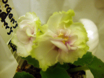 Morgan's Drifter's Rose