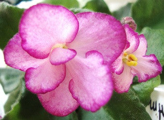 Morgan's Enchantement