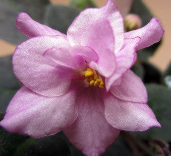 Morgan's Frill Seaker