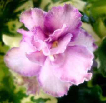 Morgan's Lady Chatterjee