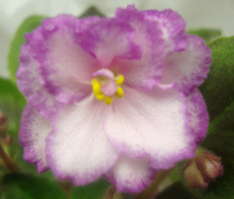 Morgan's Little Linnie