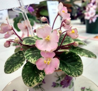 Morgan's Miss Manners