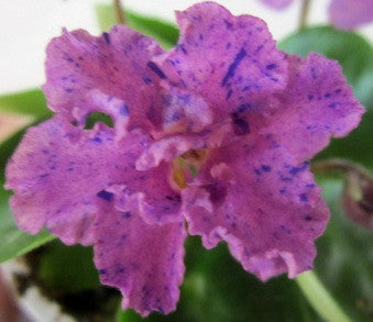 Morgan's Pooboo Lite